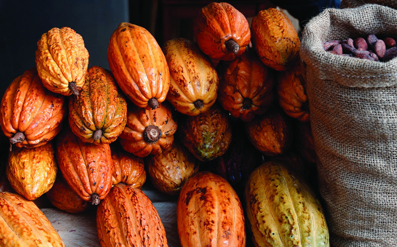 clBrochures_chuncho-5