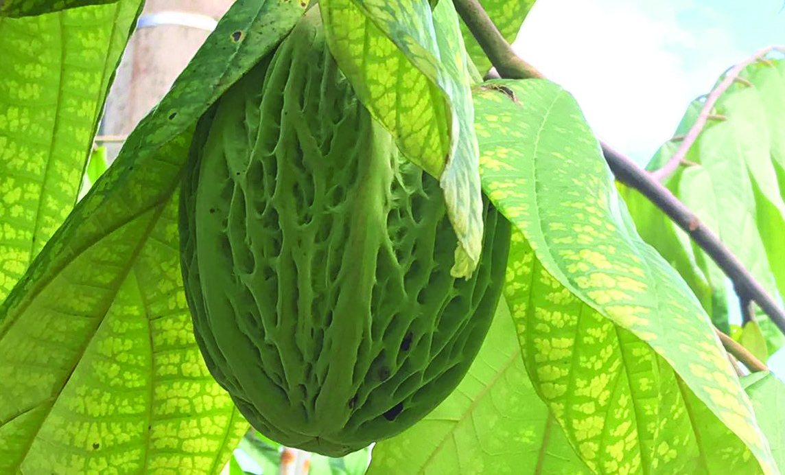 clBrochures_majambo-4